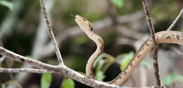 Manuel Antonio National Park – A Walk in Our Backyard. A snake in Manuel Antonio National Park, Manuel Antonio, Puntarenas, Costa Rica. Copyright © 2022 Terence Carter / Grantourismo. All Rights Reserved.