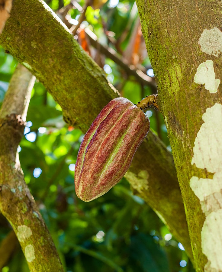 Spice tour of Villa Vanilla, Manuel Antonio, Puntarenas, Costa Rica. Copyright © 2022 Terence Carter / Grantourismo. All Rights Reserved.