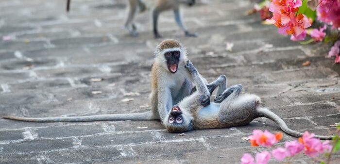 Monkeys in Mombasa, Kenya. Escape to Mombasa & Time for Reflection on our Diani Beach Stay. Copyright © 2022 Terence Carter / Grantourismo. All Rights Reserved.