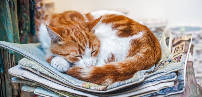Living like Locals – Taking Care of the Cats of Istanbul, Turkey. Copyright © 2022 Terence Carter / Grantourismo. All Rights Reserved.