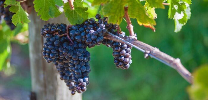 Mornington Peninsula and Yarra Valley in One Day – A Taste of Two Wine Regions. Copyright © 2022 Terence Carter / Grantourismo. All Rights Reserved.