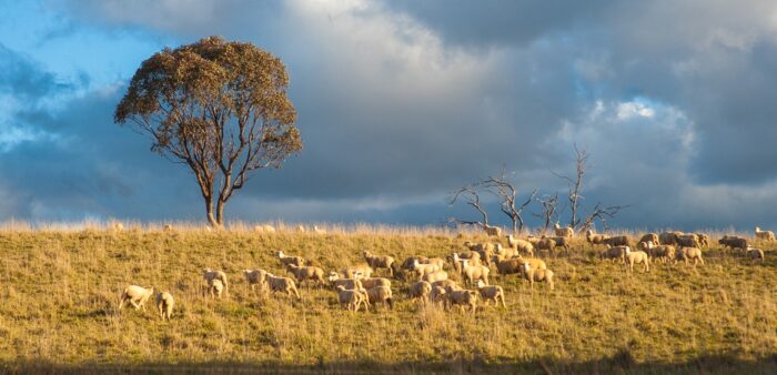 24 Hours in Orange for Food and Wine Lovers – A Taste of Orange, New South Wales. Sheep Grazing in Orange, NSW, Australia. Copyright © 2022 Terence Carter / Grantourismo. All Rights Reserved.