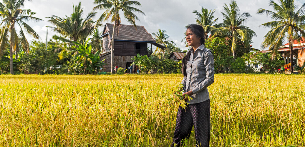 Traditional Rice Diversity Make Rice Not War – A Celebration of Rice Diversity